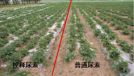 91视频精品黄色网缓释尿素在马铃薯上的对比实验.jpg