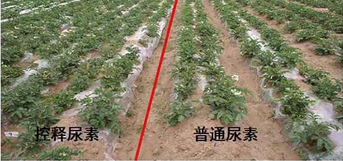 91视频精品黄色网缓释尿素与普通尿素对比图