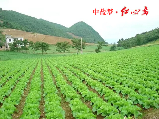 黄片APP91视频丰收