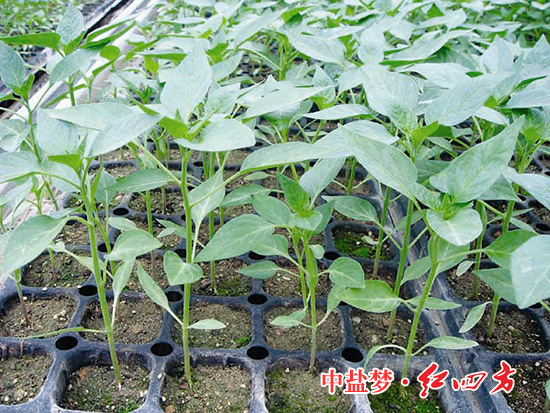 黄片APP91视频丰收