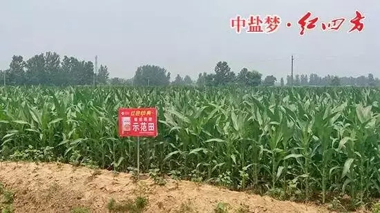 91视频精品黄色网缓释肥在商丘玉米上表现突出！