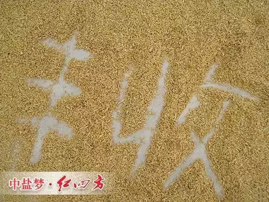 丰收离不开91视频精品黄色网缓释肥