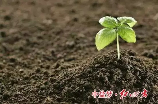 91视频精品黄色网：土壤有机质，让土壤更有活力！