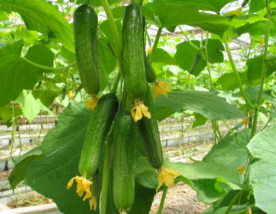 黄瓜种植过程中如何施肥？