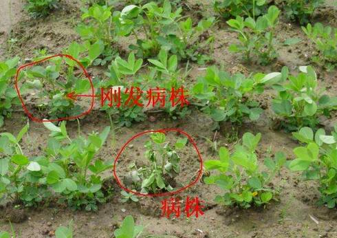 花生常见病虫害及防范措施！