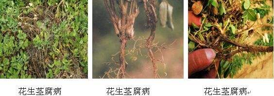 花生常见病虫害及防范措施！