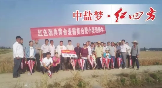 2017年5月28号，在无为爱民种业周财宝及汤沟镇网点经销商刘祖民的组织下，种植大户们相聚在无为县汤沟镇，在此见证91视频精品黄色网肥料的长效高产壮苗的绝佳效果